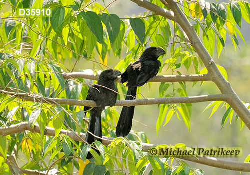 Smooth-billed Ani (Crotophaga ani)